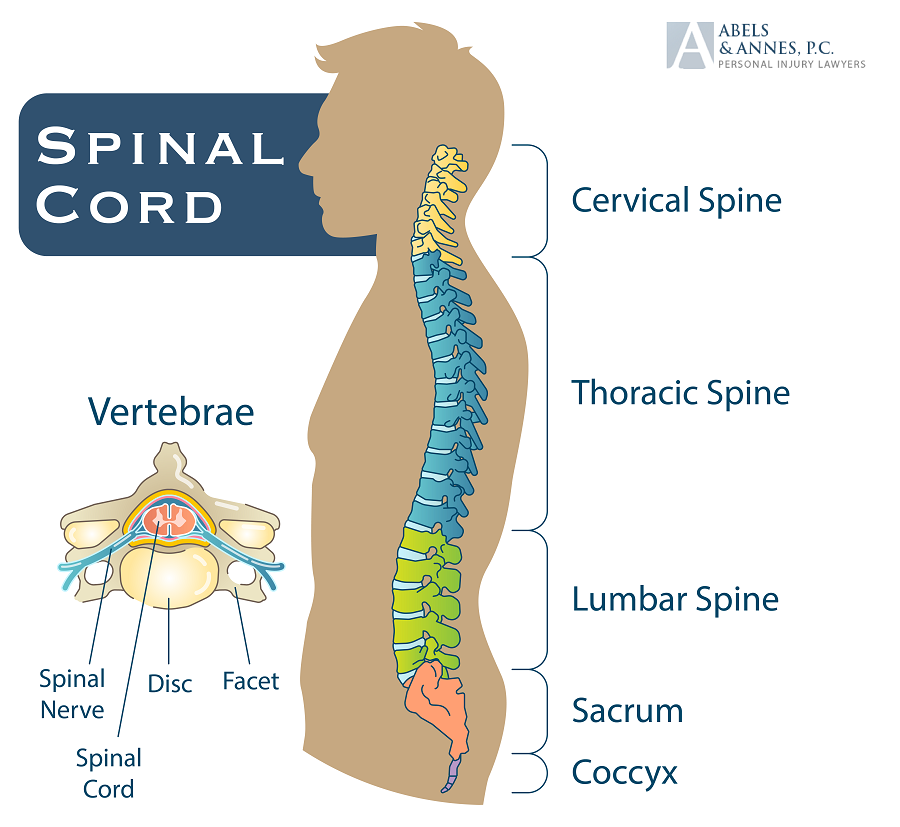 Abels Back and Neck Pain - Spine Diagram