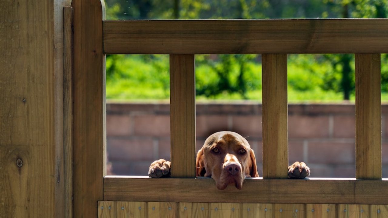 Is A Landlord Responsible For A Tenants Dog